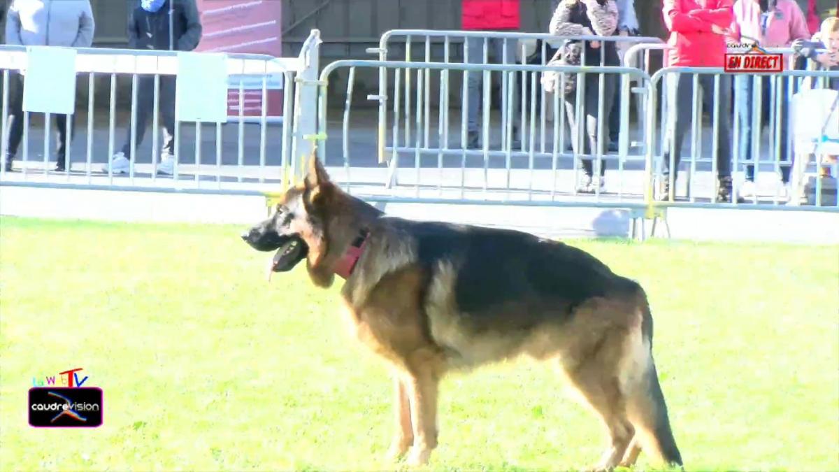 Concours Territorial D'Obéissance 2024 à Caudry- www.caudrevision.fr