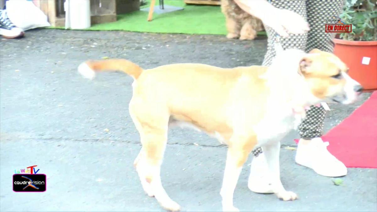 Défilé à Quatre Pattes à Caudry Samedi 12 Octobre 2024- www.caudrevision.fr