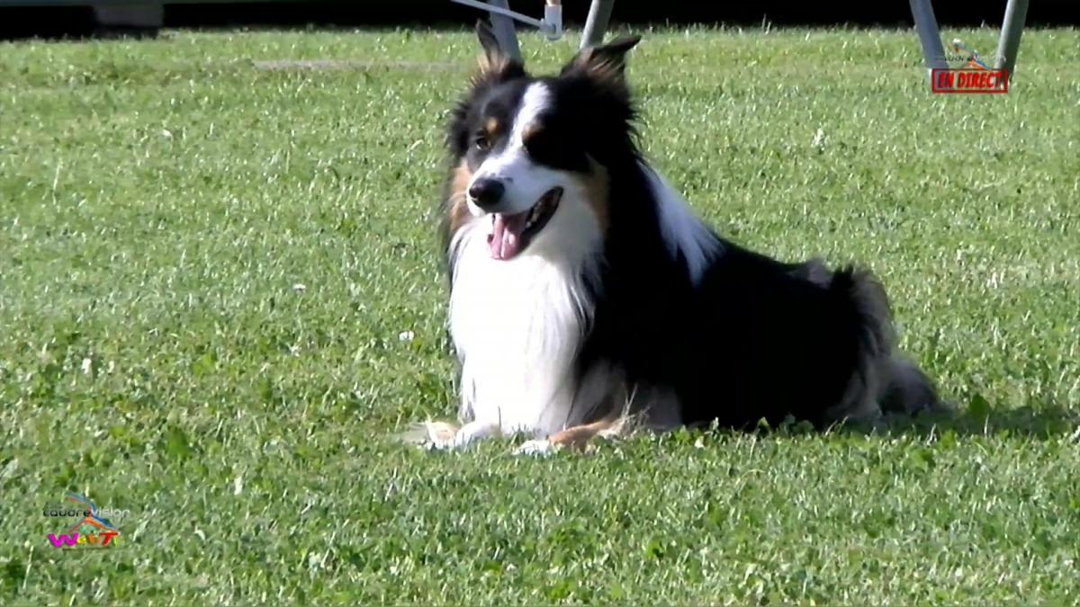 Challenge Franco Belge D'Obéissance 2023 -  www.caudrevision.fr